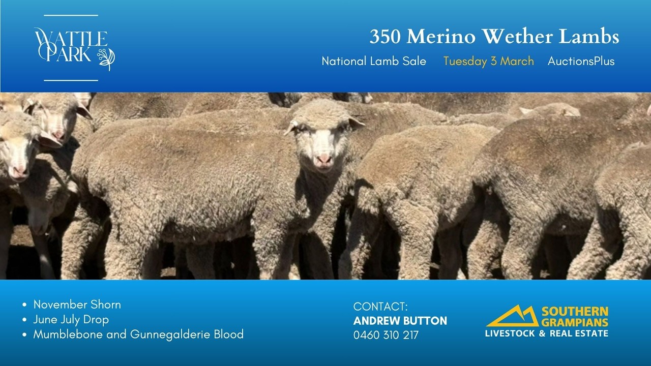 Wattle Park - 350 Merino Wether Lambs - AuctionsPlus - Tues 3 March 2026  - National Lamb Sale.