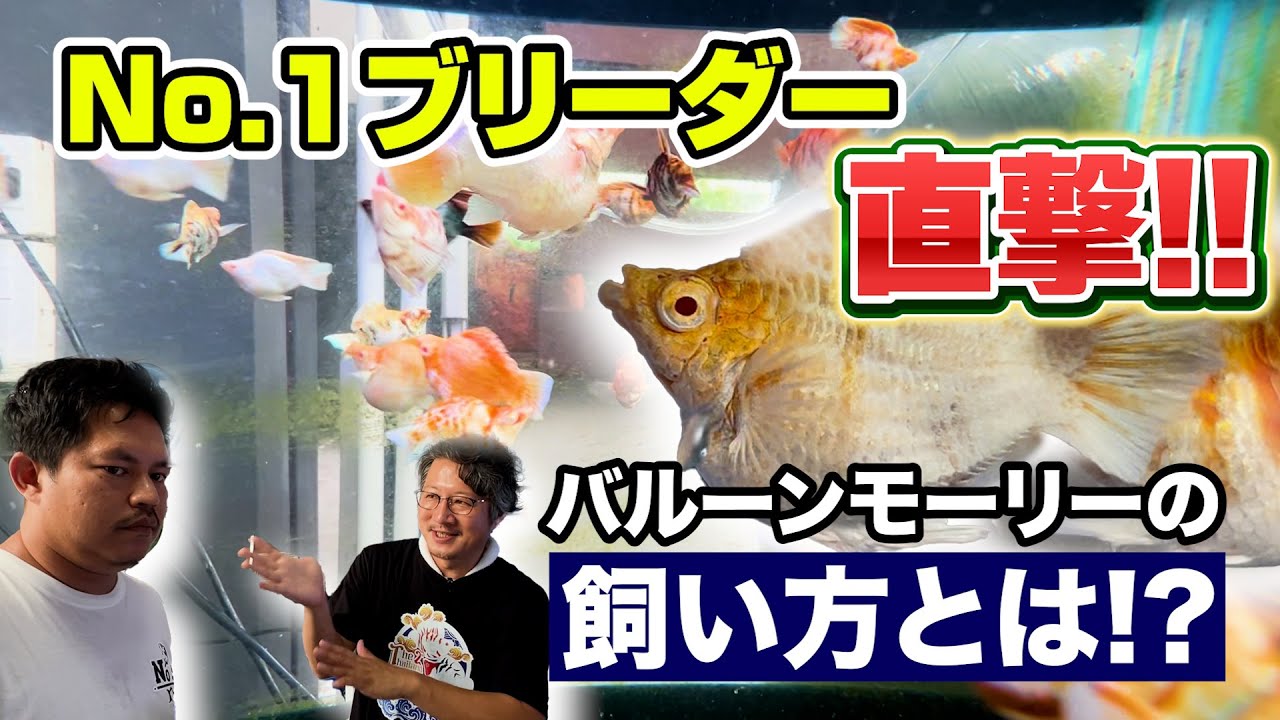 【独占取材】バルーンモーリーの聖地！タイのトップブリーダーが語る繁殖の極意