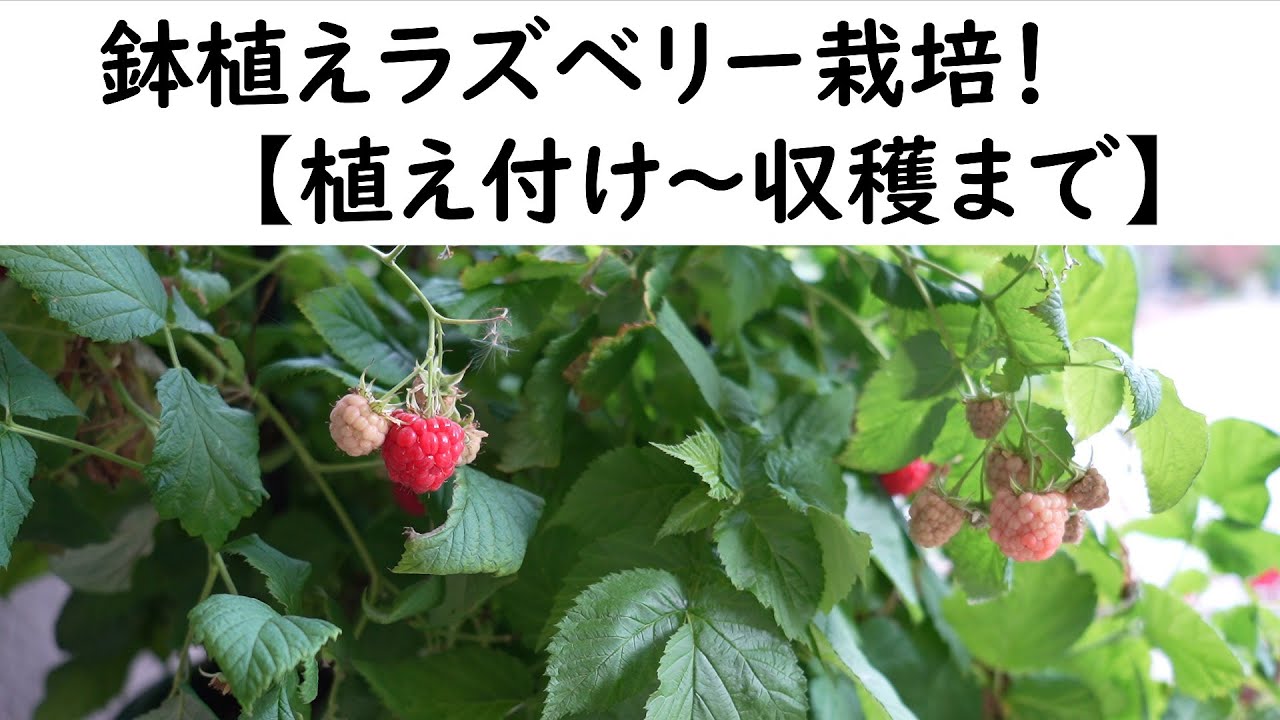 鉢植えラズベリー栽培　【植え付け～収穫まで】