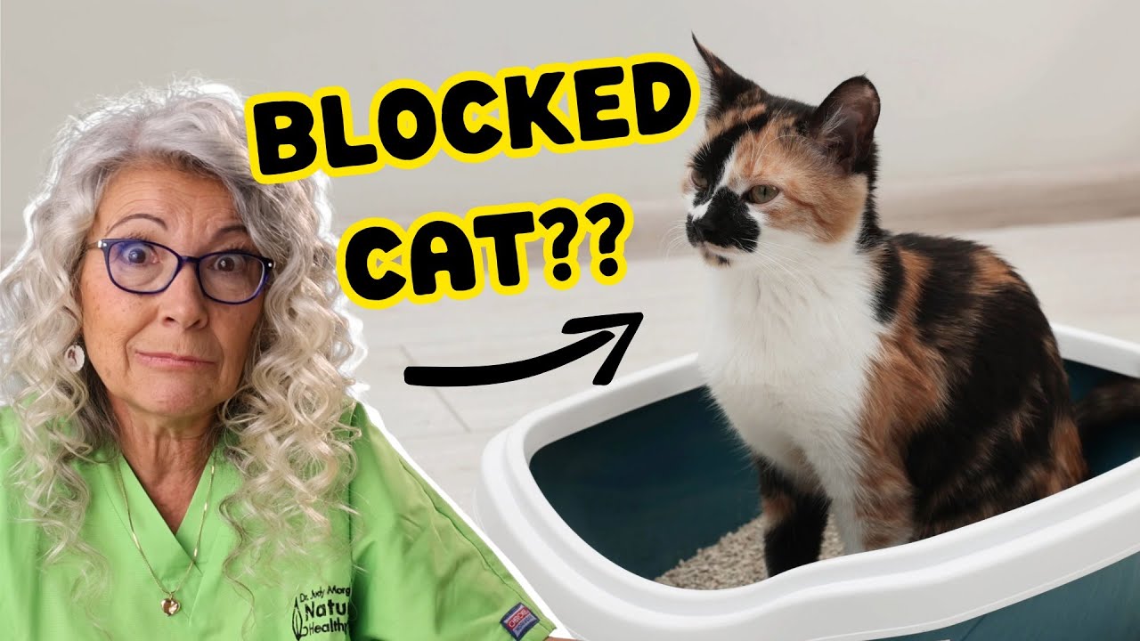 The Root Cause of Urinary Blockages in Cats