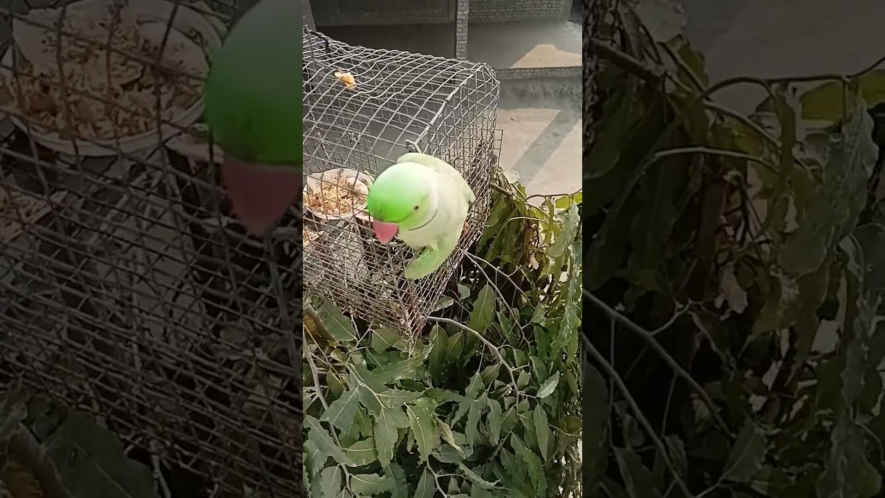 amazing talking parrot mitthu 🦜🦜🦜