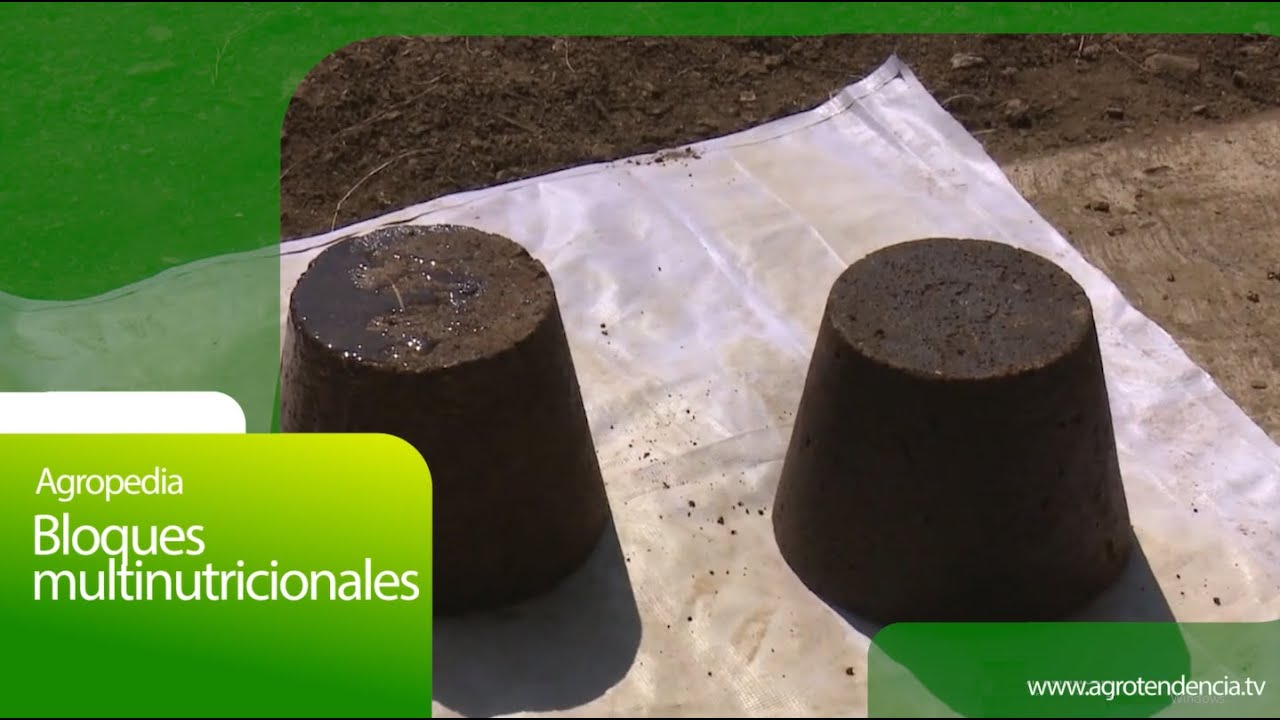 Bloques multinutricionales 🐮💯 Agro en 2 minutos