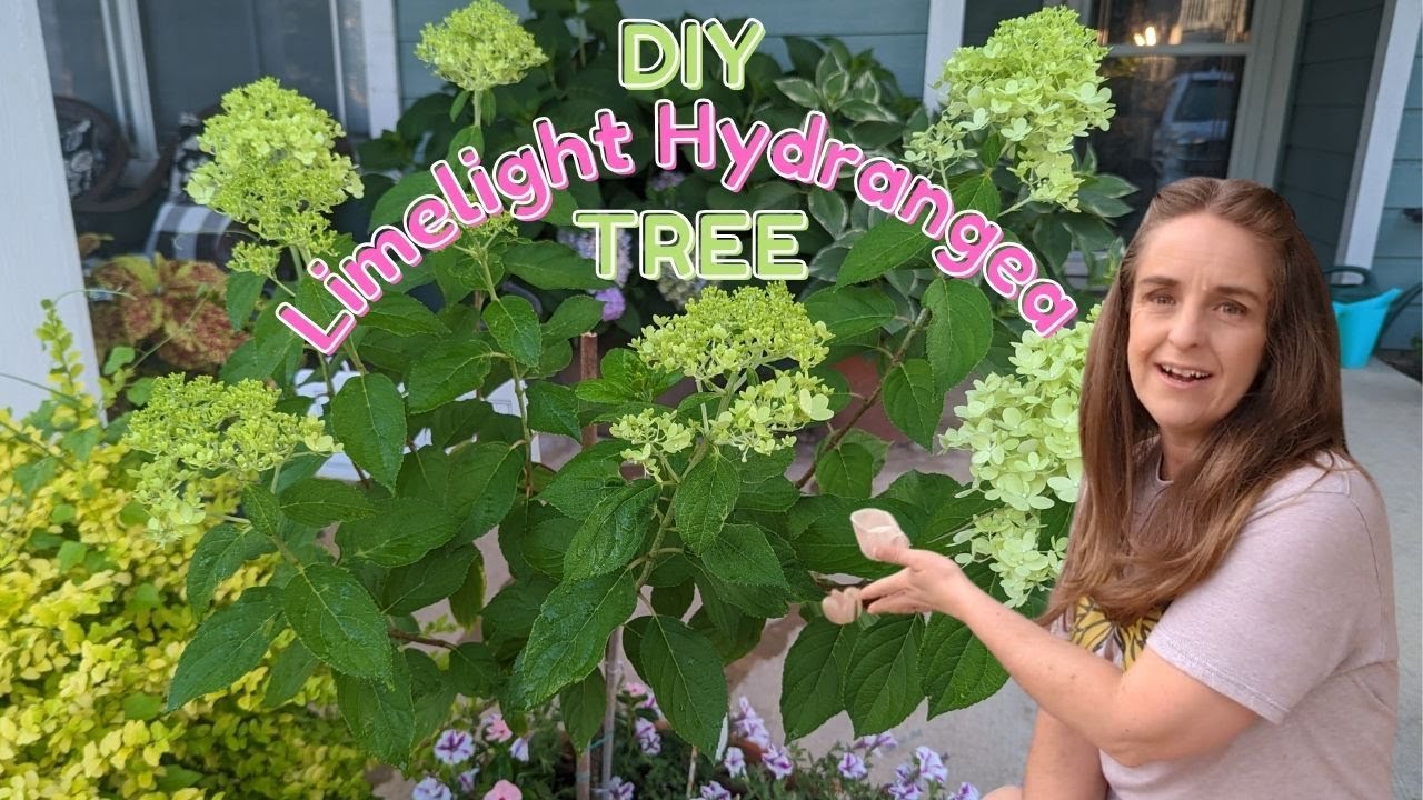 How To Train a Limelight Hydrangea into a TREE! Create a Limelight Standard * DIY Treeform Hydrangea