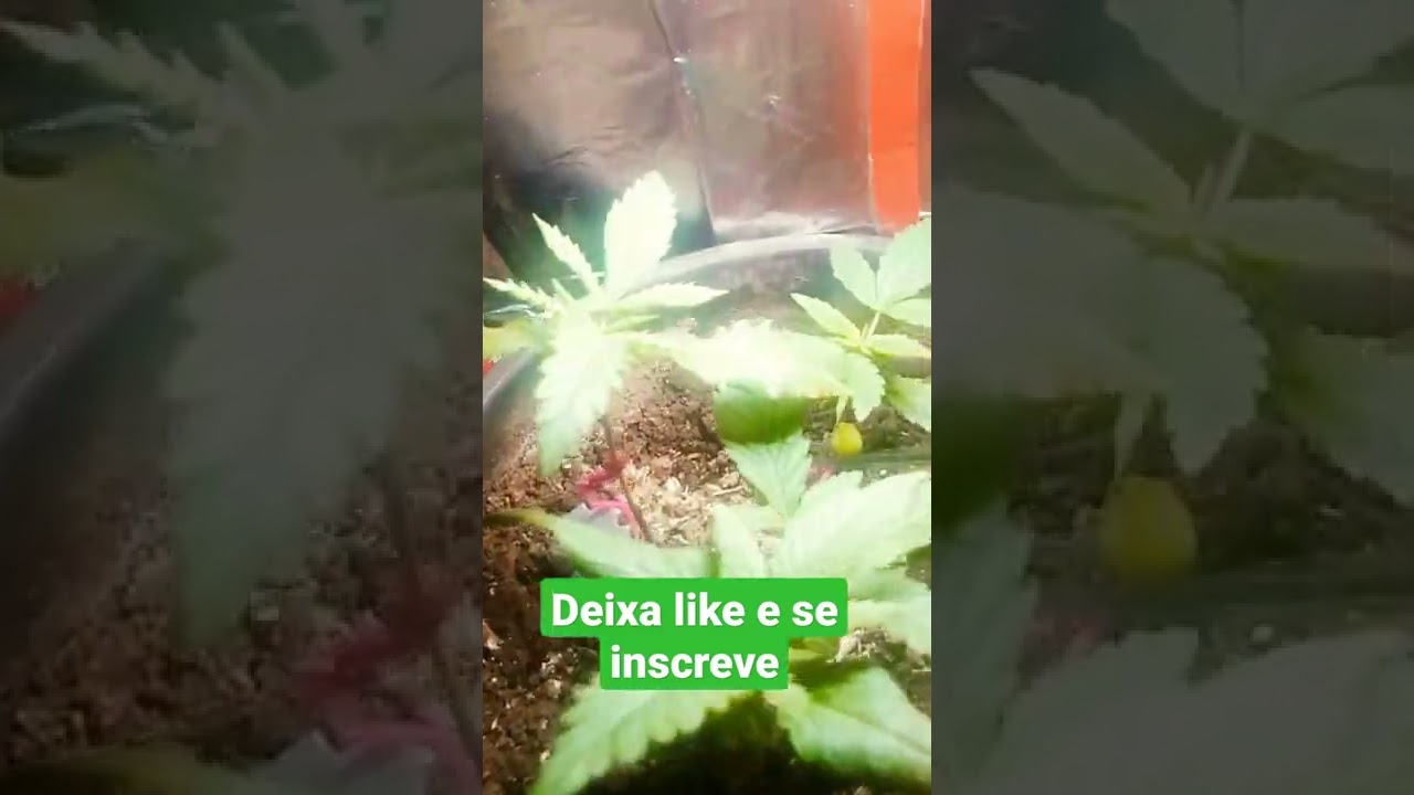 como plantar maconha