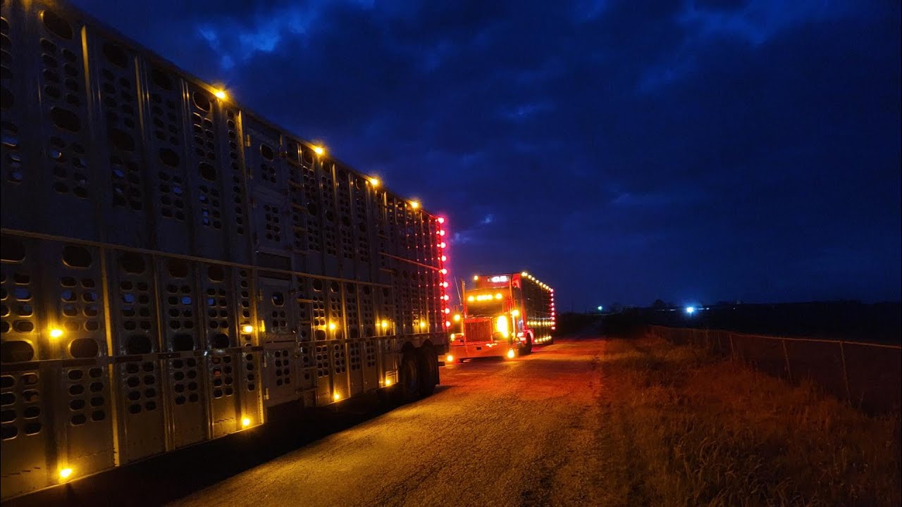 Cattle hauling-Texas-Kansas-Another cattle run+Smokehouse Creek Fire-Canadian,TX 