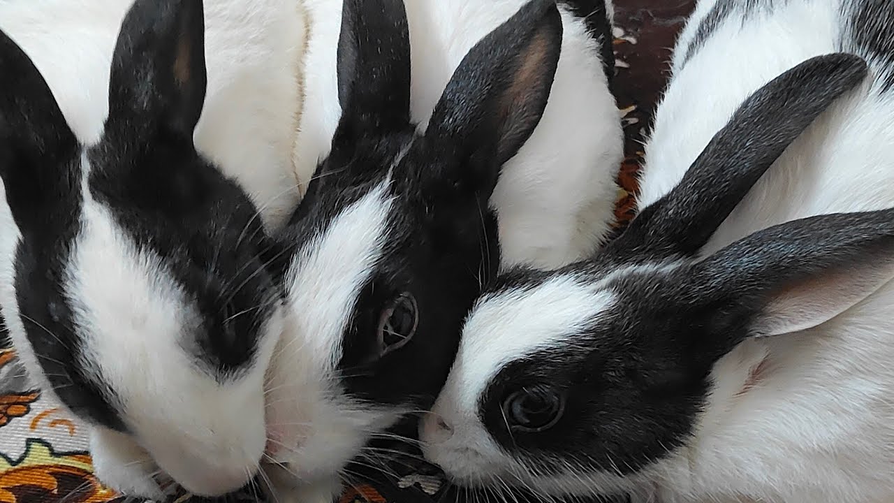 Meet My bunnies 🐇🐰❤