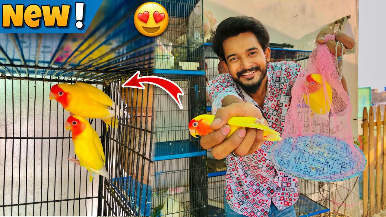 Banana Parrots Le Aya😂 | Finally Buy New Birds | Hum Or Parinday | Pets Vlog
