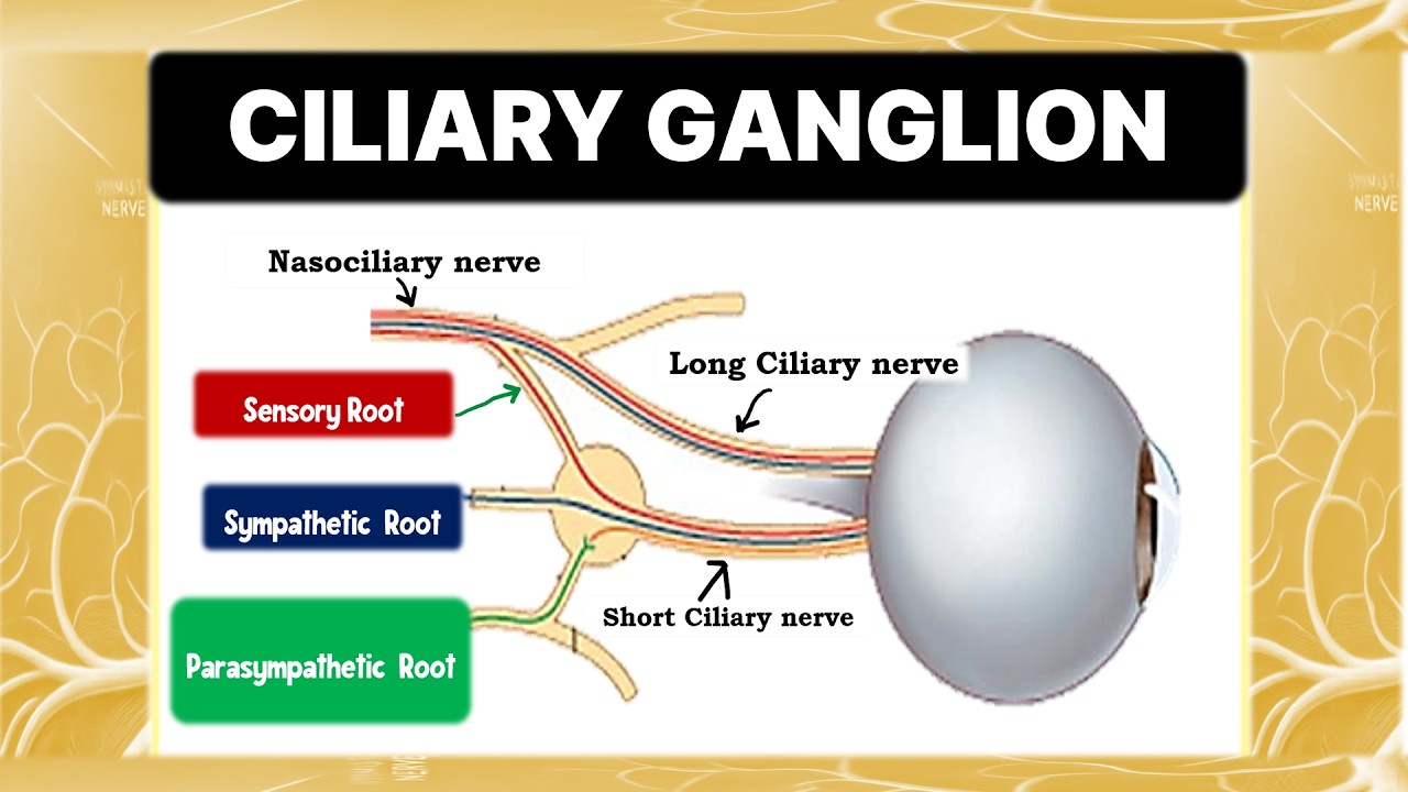 Understanding the CILIARY GANGLION and its Connections