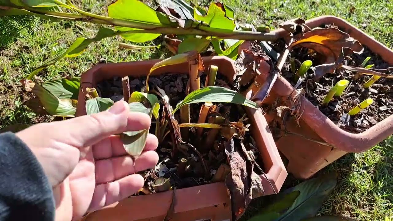 S04 68. Dália és kána gumók őszi gondozása