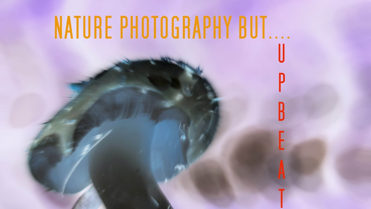 Nature photography with UPBEAT music (Champ - Gunnar Olsen)