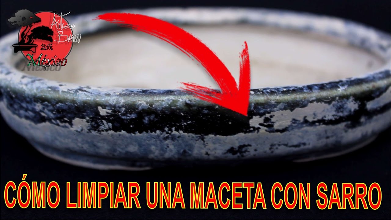 Cómo LIMPIAR MACETAS con SARRO...  FÁCIL Y RÁPIDO