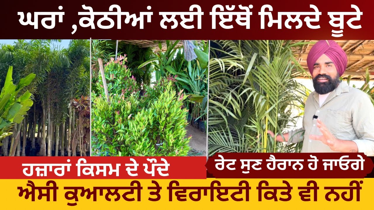 ਘਰਾਂ ਕੋਠੀਆਂ ਲਈ ਲੱਖਾਂ ਕਿਸਮ ਦੇ ਬੂਟੇ 🌿 ਐਨੀ ਕੁਆਲਟੀ ਤੇ ਵਿਰਾਇਟੀ ਕਿਤੇ ਵੀ ਨਹੀਂ | Nursery Visit