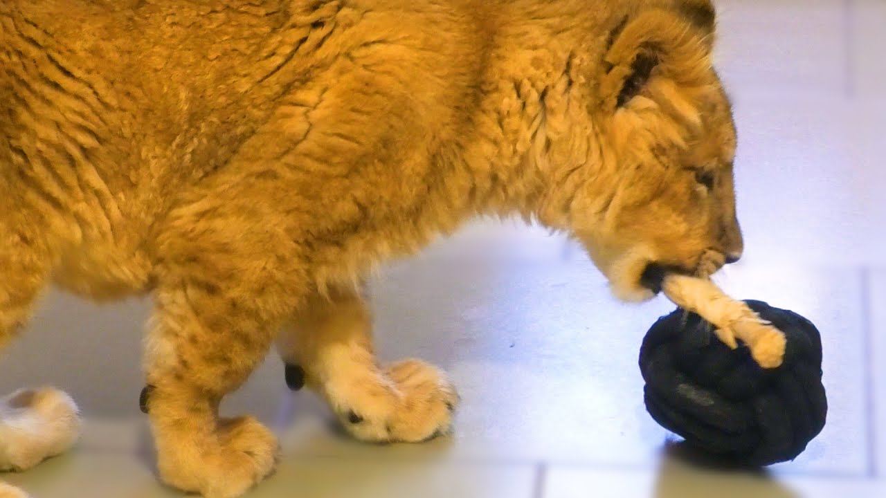 Симба, львенок, который НЕ МОГ ХОДИТЬ - ПОШЕЛ САМ! Новогодний ПОДАРОК судьбы! Тайган ИСЦЕЛЯЕТ!