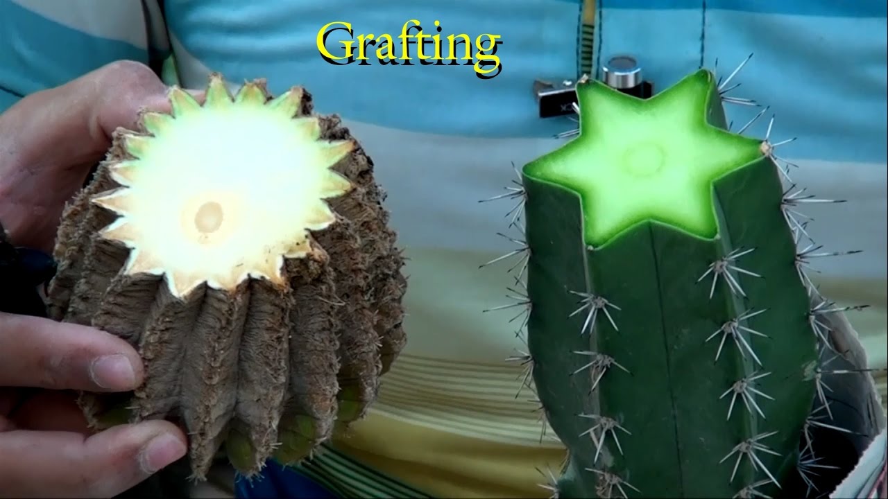 How to Graft big cactus plant