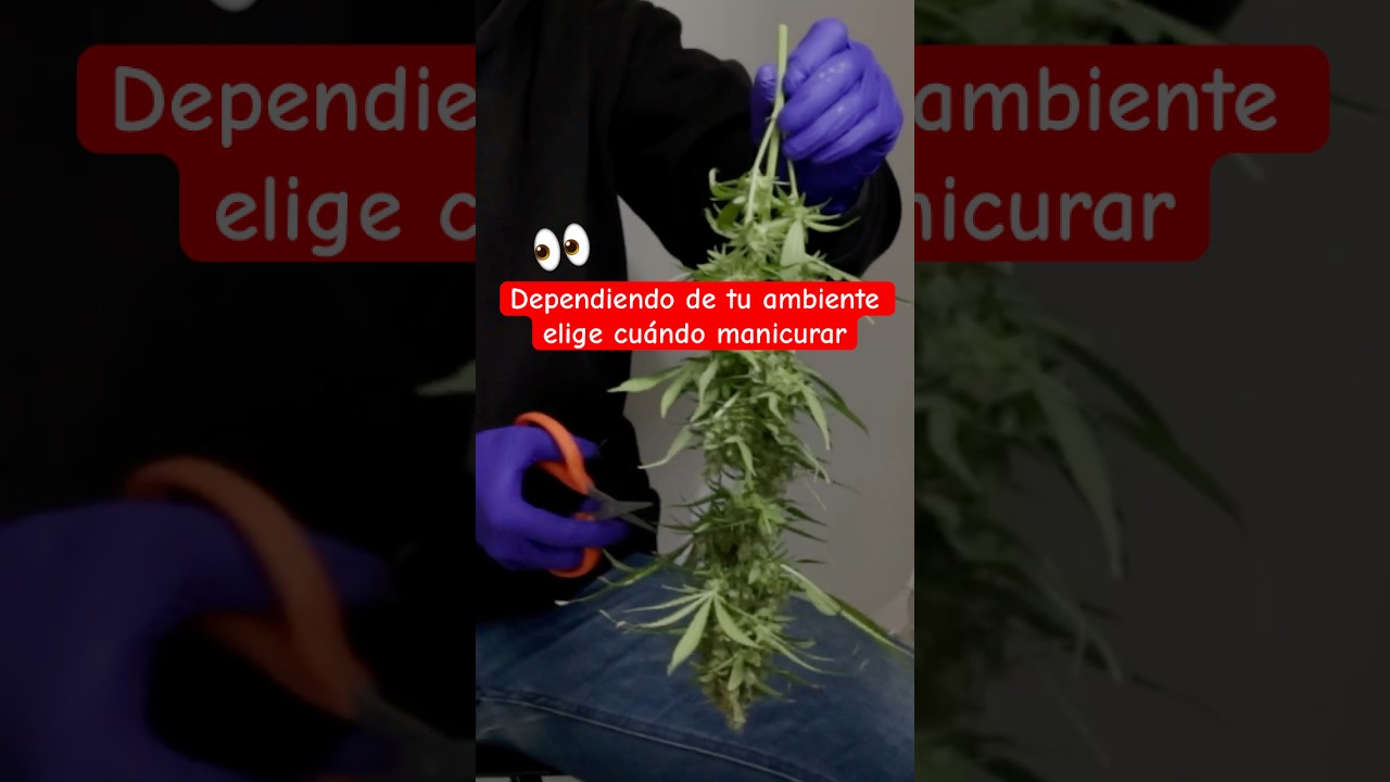 Cu&aacute;l Manicurado Hacer?