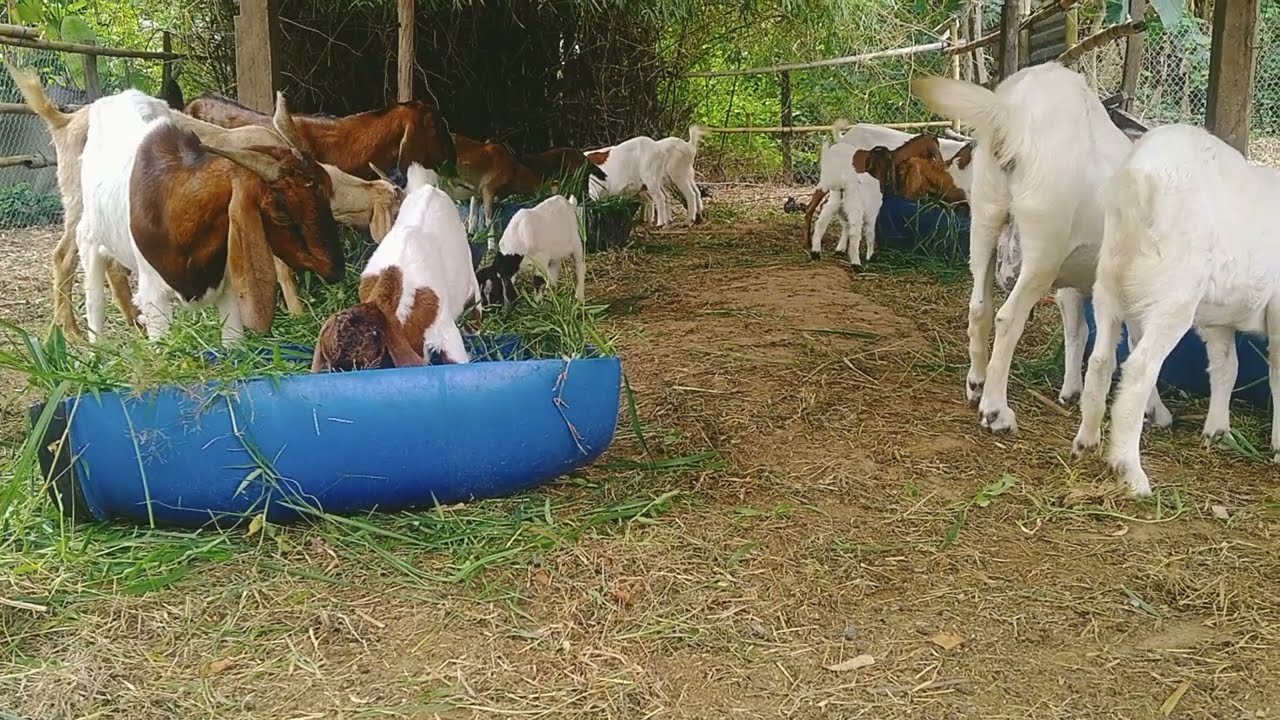 Goat Grazing in the Field | Peaceful Nature Moment 🌾|Goat Farm|
