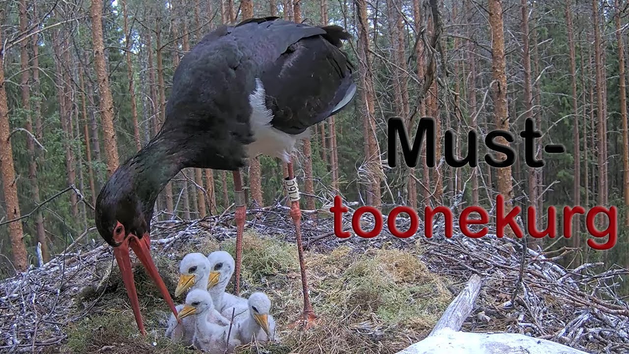 Must-toonekurg :: Ciconia nigra :: Black Stork