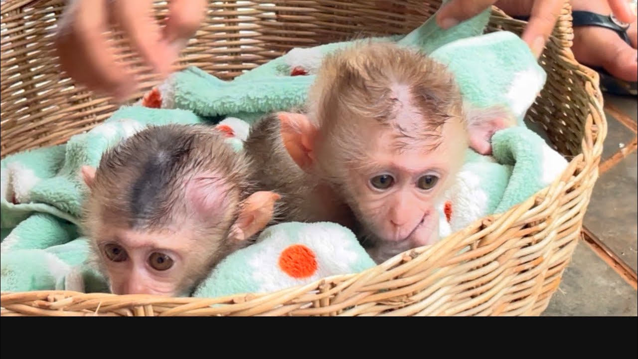 Morning bath For baby monkey 🙉