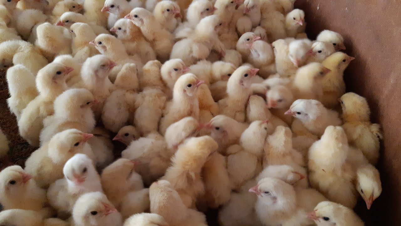 Playing with Chicks|| Learn Chick Sounds|| Fun With Chickens