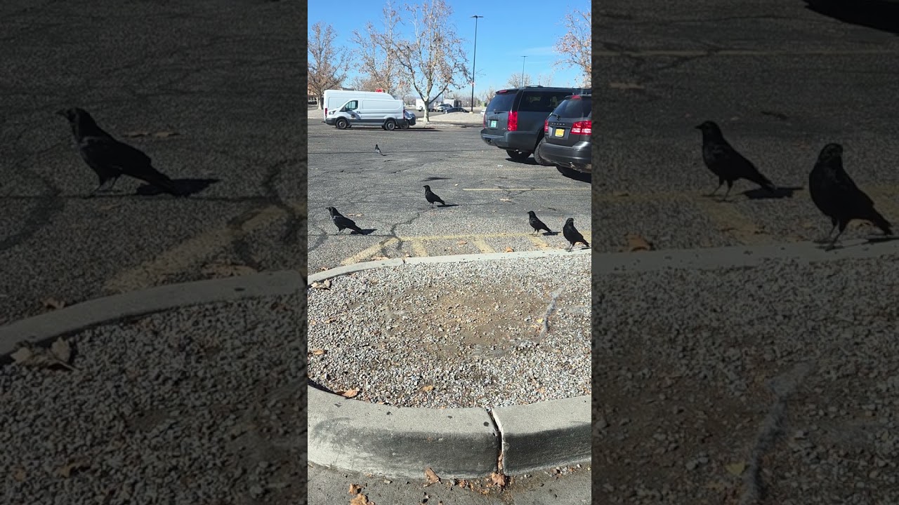 Воронам не понравились хот-доги в кукурузной панировке, парковка Walmart, 824.