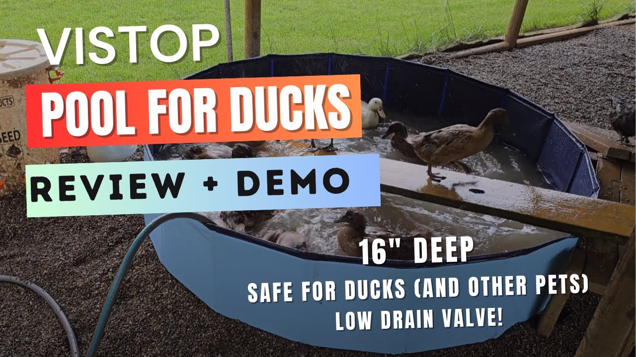New Duck Pool Set Up - VISTOP Pool Review