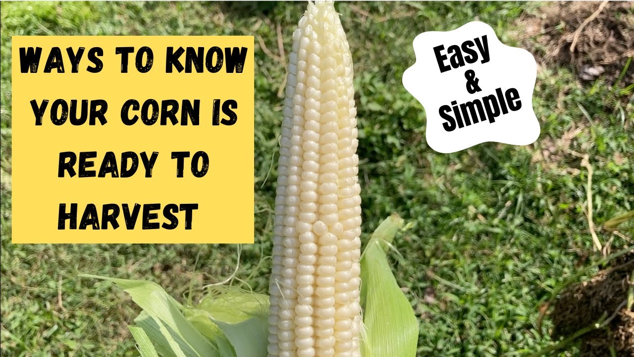 Easy & Simple Ways to Know Your Corn is Ready to Harvest