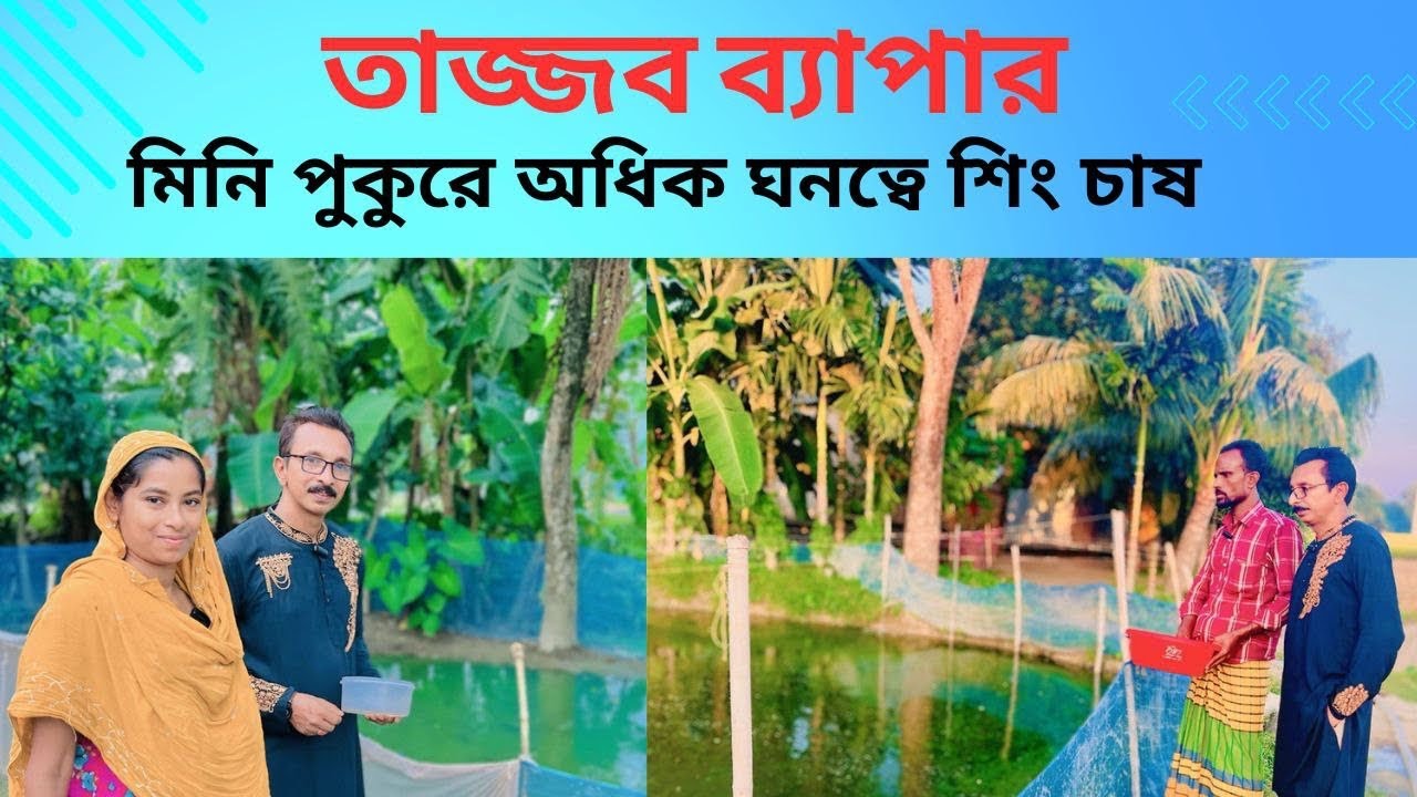মিনি পুকুরে অধিক ঘনত্বে শিং চাষ। catfish bd