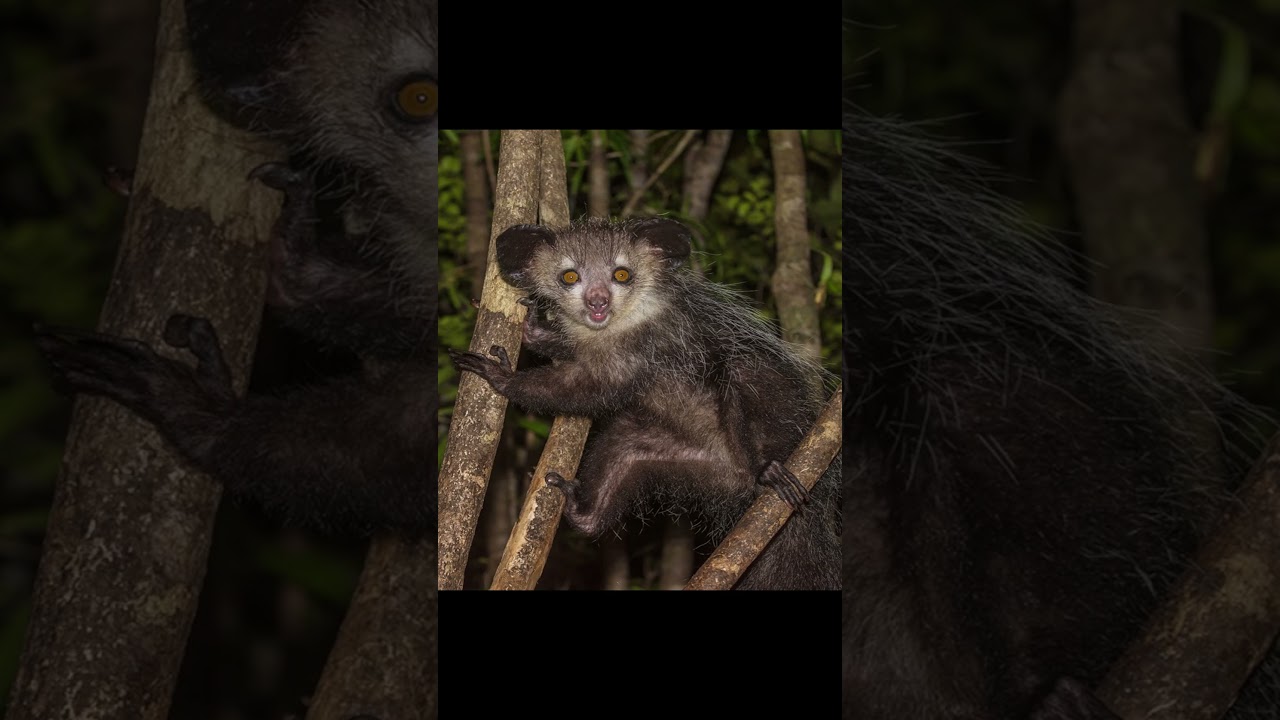 Aye-Aye 
