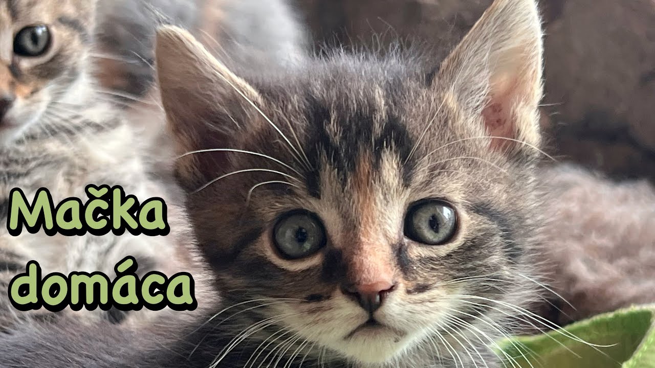 Mačka domáca (Felis catus)