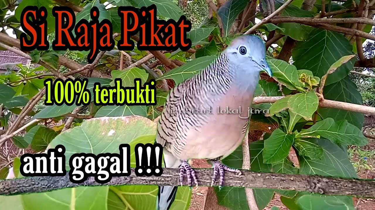 Perkutut lokal si Raja pikat 100% terbukti anti gagal
