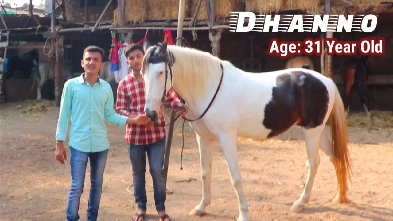 Dhanno - 31 year old Sindhi Mare at Towerwala Stud Farm ३१ साल की घोड़ी Naswadi 