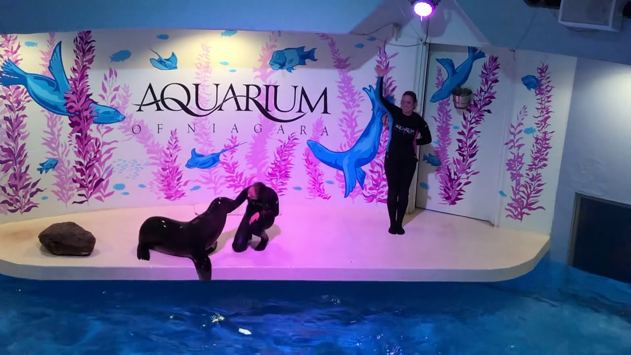 Sea lion show at Niagara Falls Aquarium (2019)
