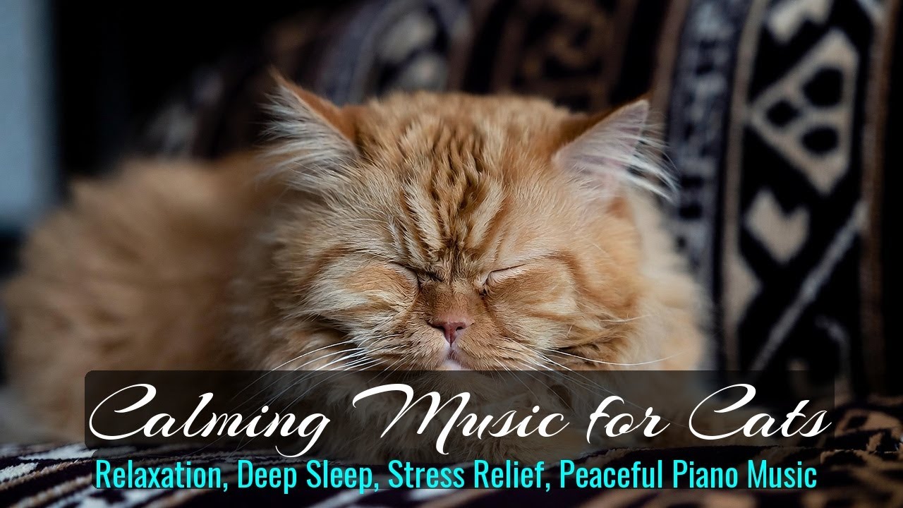 LIVE Cozy Kitten Sleeping Soundly 😴 | Season 30