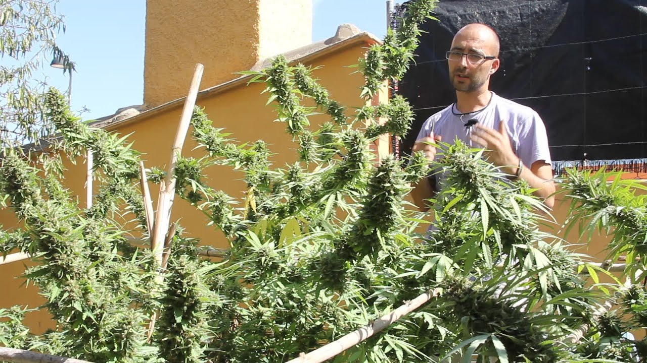 Marihuana Television News 06 - Especial EUSFAC