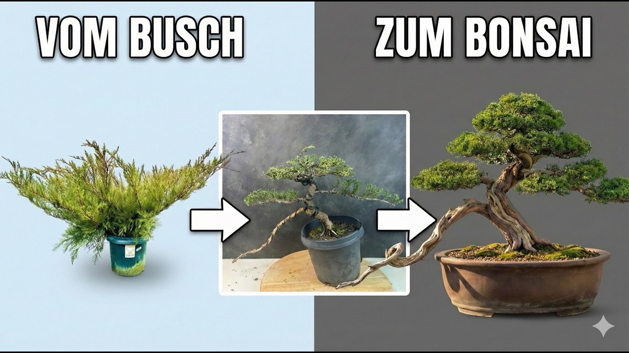 Vom Gartenbusch zum Mini-Baum - Wacholder Bonsai Tutorial