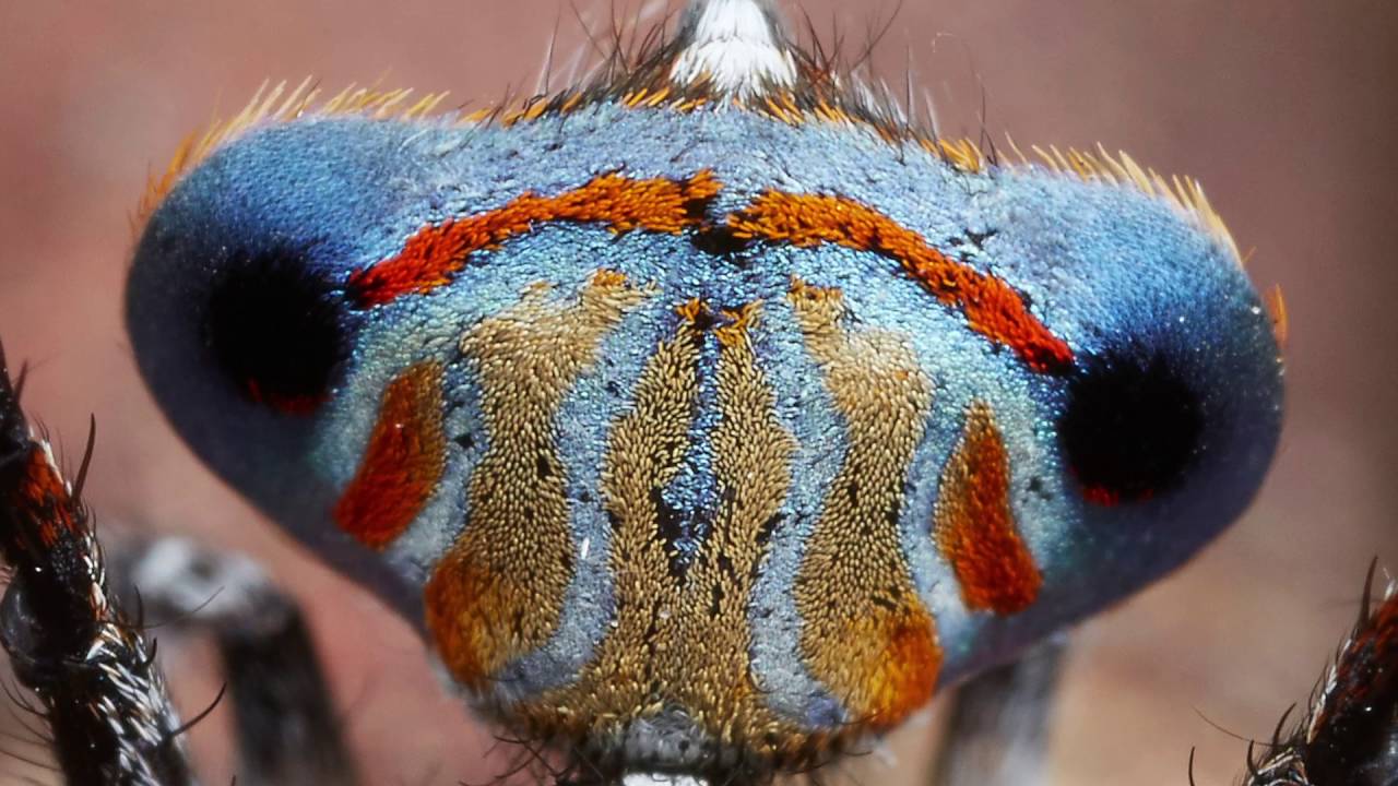 New peacock spiders from Australia (Maratus)