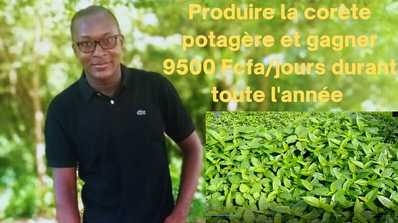Agriculture : 10 étapes clés pour produire et gagner de l'argent à partir de la corète potagère