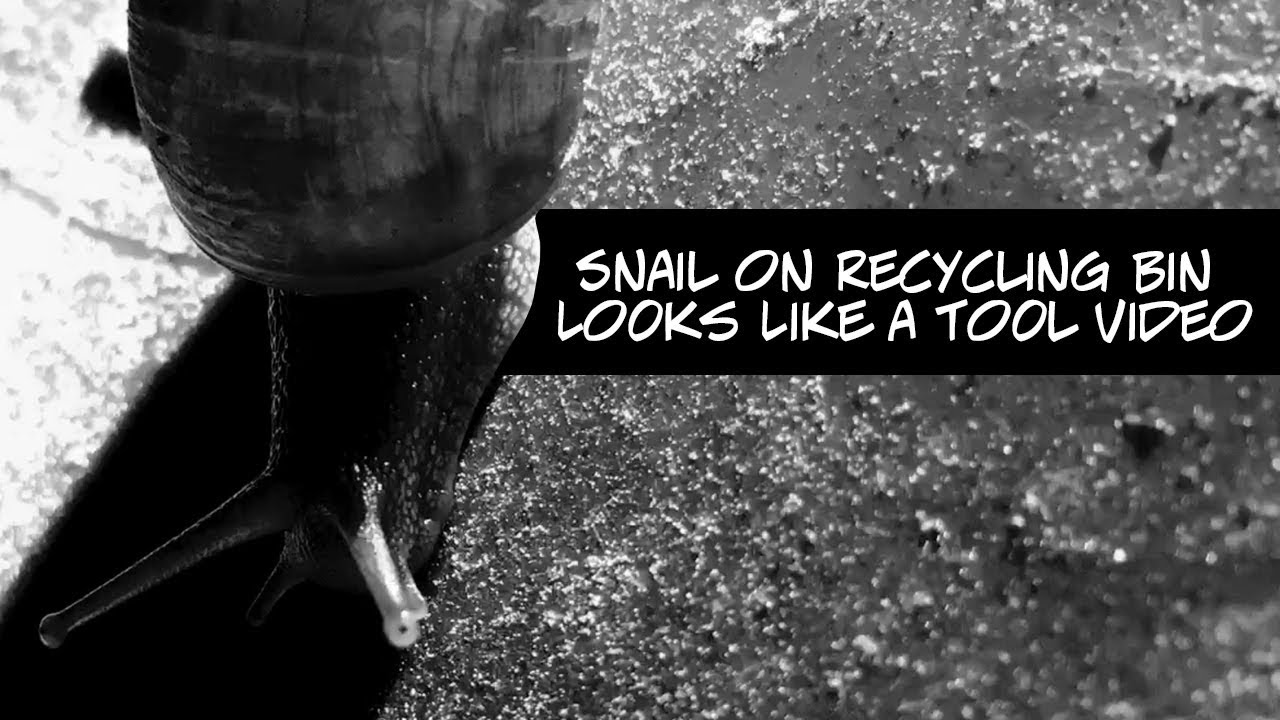 Snail on Recycling Bin Looks Like a Tool Video