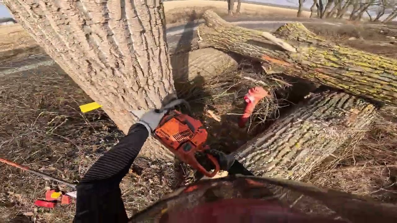 Wycinka precyzyjna drzew przy drodze: POV