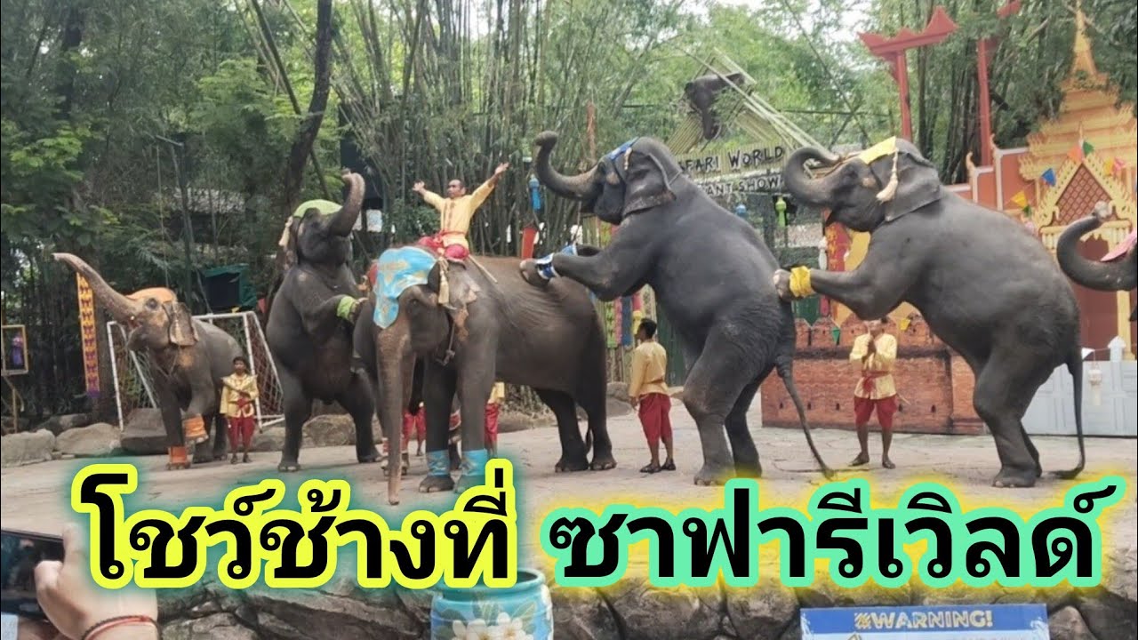 โชว์ช้างที่ ซาฟารีเวิลด์