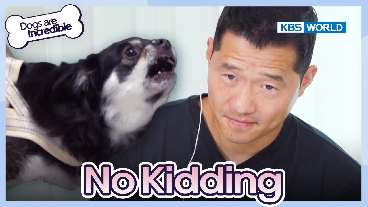 No Kidding 🫵 [Dogs are incredible : EP.192-1] | KBS WORLD TV 231107