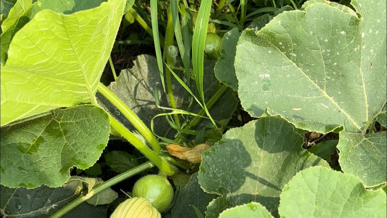 【種栗子南瓜】主蔓結瓜後～摘心養份回流～側蔓又結瓜