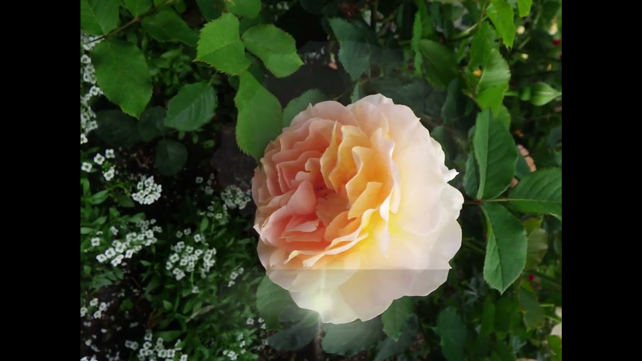 In the garden Butchart Gardens, Victoria, BC May, 2019