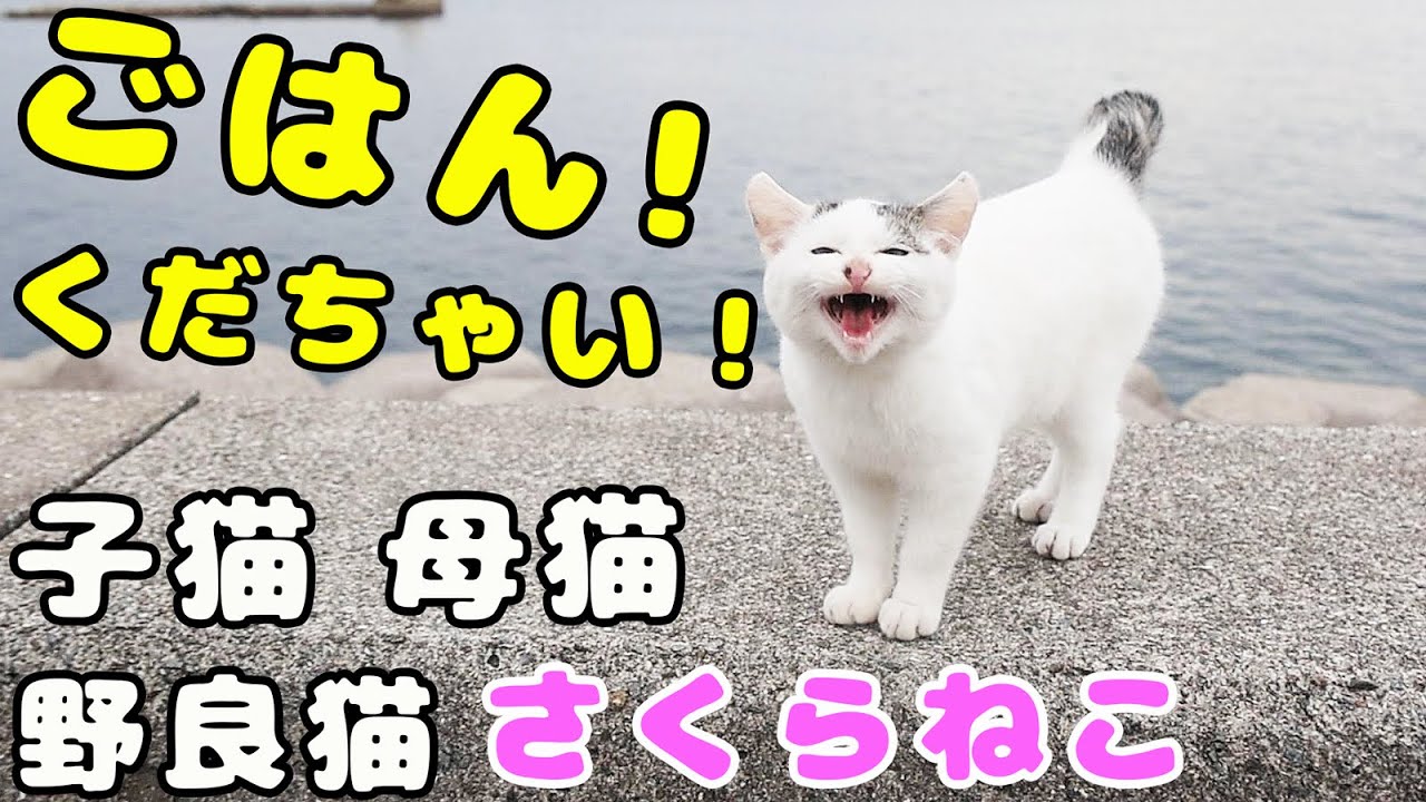 ごはんください！と鳴く子猫たちにごはんをあげたら無我夢中で食べた 子猫 母猫 野良猫 さくらねこたちへの給餌
