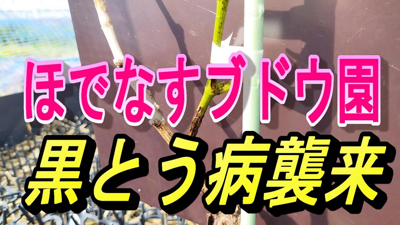 黒とう病襲来＃ほでなすブドウ園　＃ブドウ栽培　＃マイハート