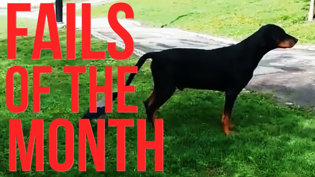 EPIC FAIL COMPILATION August 2015 | BEST OF FAILS & WINS| #3
