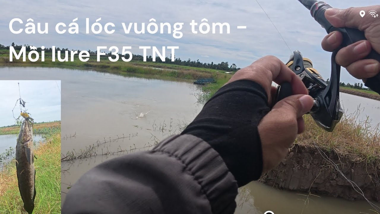 Câu cá lóc vuông tôm - F35 