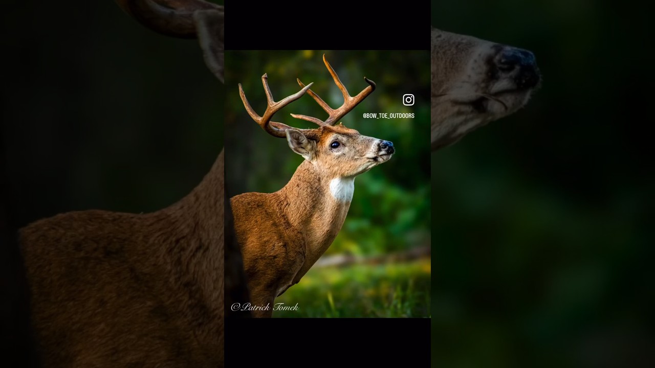 Huge Buck on Camera!      #photography #wildlifewatching #naturephotography #nature