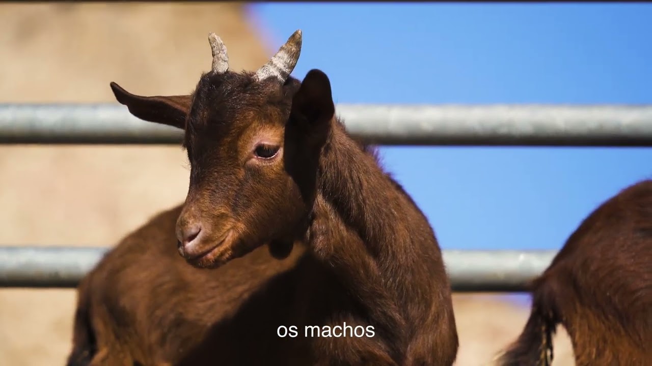 Raça Charnequeira - Associação de Produtores Agropecuários (OVIBEIRA) | C.C. Caprinicultura