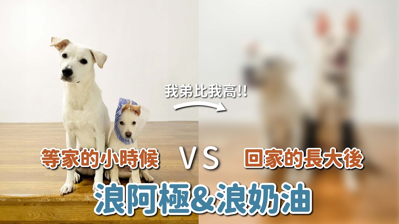 等家的小時候vs回家的長大後-阿極&奶油篇